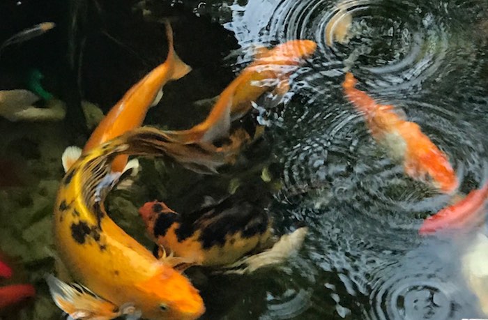 Relaxing Koi Carp